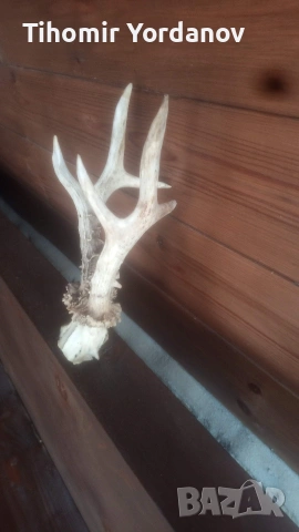 Трофей от сръндак -5 броя , снимка 15 - Антикварни и старинни предмети - 54056882