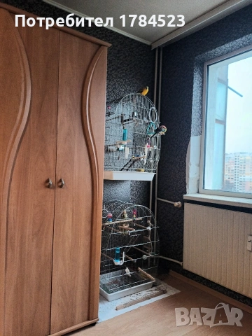 поен папагал млад. , снимка 12 - Папагали - 54165345