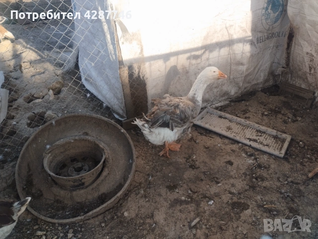 Продавам патки 2 женски с едно мъжко 