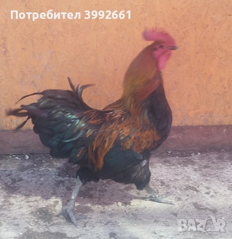 Продавам 11 месечни петли, снимка 3 - Кокошки и пуйки - 54133066