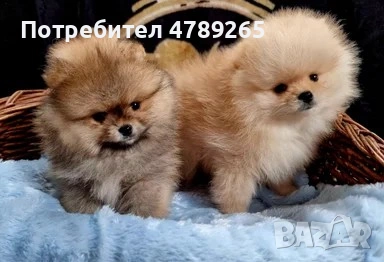 Померан Джудже с Родословие , снимка 6 - Померан - 54125324