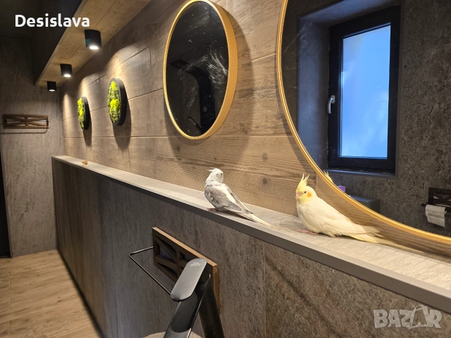 Папагал корела, снимка 6 - Папагали - 54979893