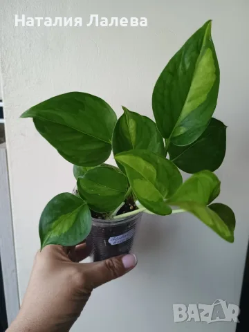 Eпипремнум, epipremnum Global Green, снимка 2 - Стайни растения - 55440592