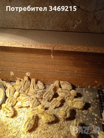 Пъдпъдъци на различни възраст, снимка 2 - Кокошки и пуйки - 54351420