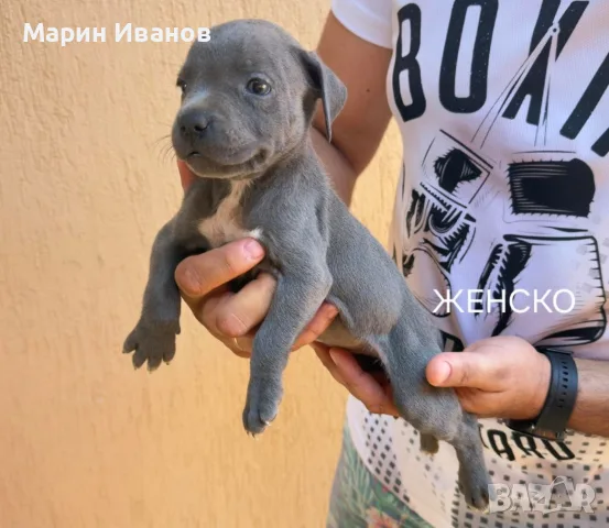 Сини питбулчета 