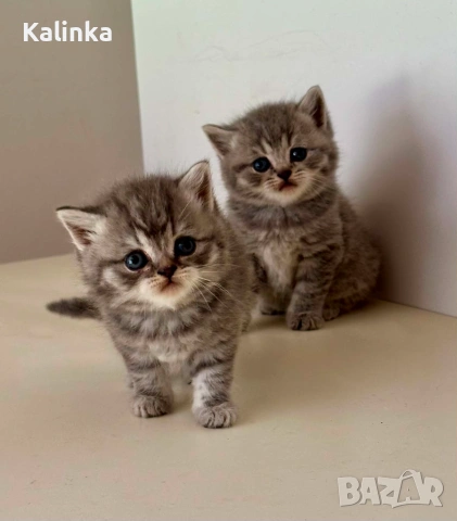 Британски късокосмести табита, снимка 9 - Британска късокосместа - 55228327