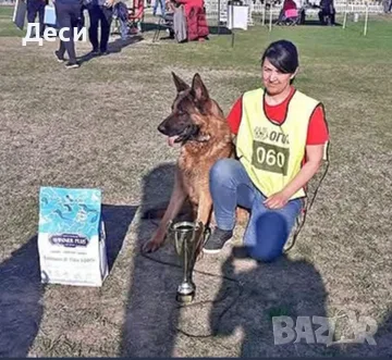 немска овчарка на 2 мес. , снимка 12 - Немска овчарка - 55396923