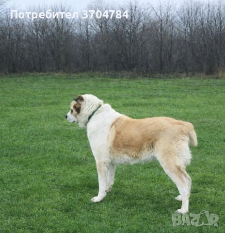 Продавам Сао алабай мъжкар и женска , снимка 5 - Алабай - 54438675