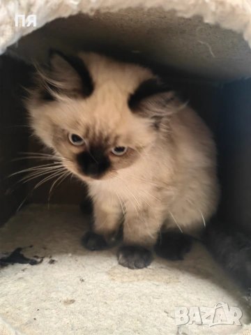 Регдол/ Ragdoll котенце, снимка 4 - Други - 55083658