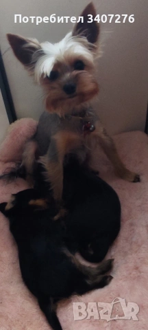 мини йоркширски териер , снимка 3 - Йоркширски териер - 54206503