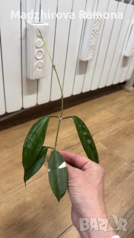 Hoya Хоя.Sp yok don 