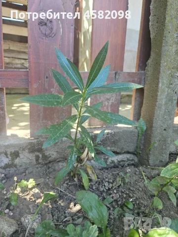 Олеандър (зокум, лян, Nerium oleander), снимка 5 - Градински цветя и растения - 55678901