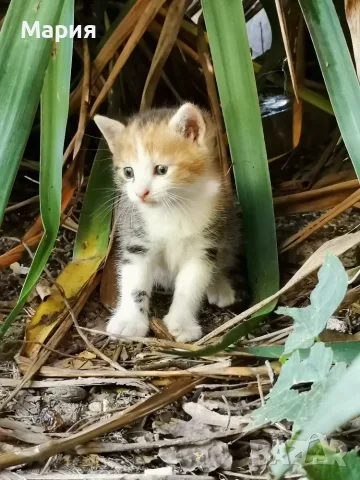 Котенца - Подарявам, снимка 9 - Други - 55357912