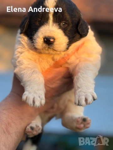 Продавам каракачански кученца с родословие, снимка 4 - Каракачанска овчарка - 54337910