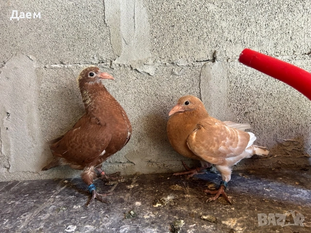 Мардини за игра и Спортни Пощи, снимка 11 - Гълъби - 54296862