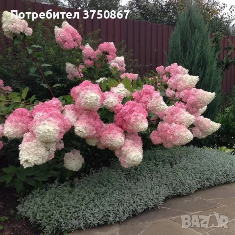 🌿🩷 Hydrangea paniculata 'Vanille Fraise' 🩷🌿🩷 Хортензия метличеста „Vanille Fraise“, снимка 3 - Градински цветя и растения - 55340389
