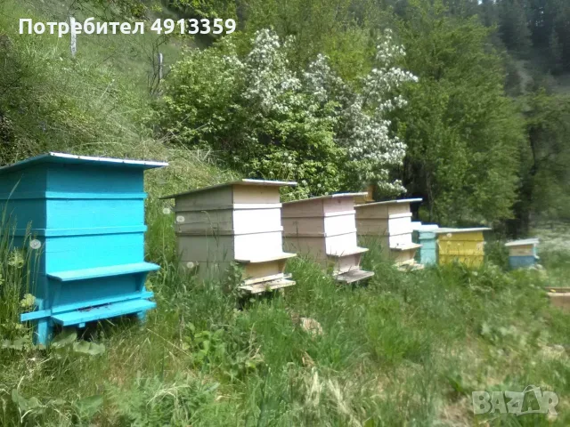 Домашен пчелен мед Букет от Родопите – реколта 2026, от производител, снимка 5 - Пчелни продукти - 55600946