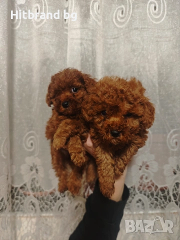 Мини пудел 🐩