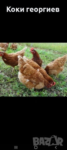 продавам кокошки носачки ломан Браун за яйца 