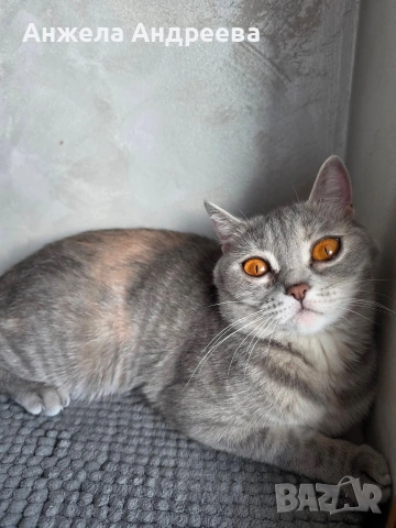 Британско мъжко коте търси своя любящ дом❤️  , снимка 5 - Британска късокосместа - 54401397