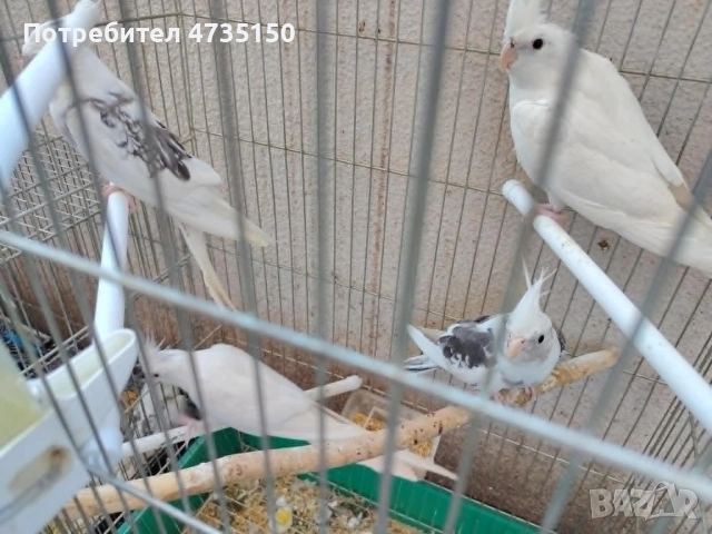 Продавам бели и пъстри корели, снимка 3 - Папагали - 55136761