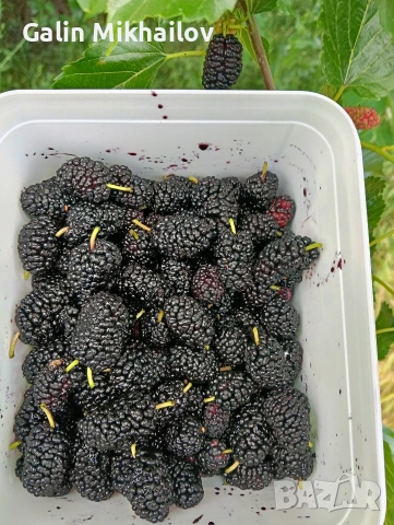 Черници плод , лозови листа , сезонни билки