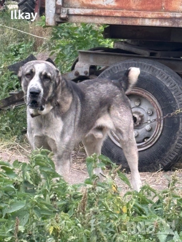 Мъжки Вълкодав, снимка 3 - Кавказка овчарка - 54184617