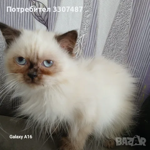 Коте порода Регдол, снимка 3 - Други - 54607291