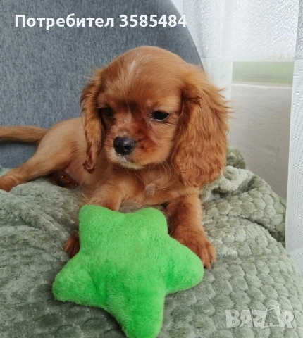 Кавалер Кинг Чарлз шпаньол