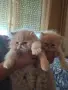 Уникални персийски котенца , снимка 3