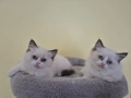 Ragdoll Cats / Регдол Котенца , снимка 11