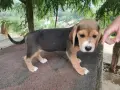 Бигълчета родени юни месец, снимка 7