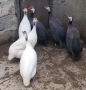 Яйца от токачки, снимка 2