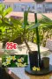 🌸 Плумерия (Frangipani) – Изберете си растение 🌸, снимка 6