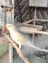 Продавам папагали малак Александър, снимка 4