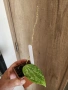 Хоя Macrophylla splach, снимка 3