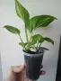 Eпипремнум, epipremnum Global Green, снимка 3
