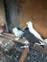 Гълъби демкежи топ качество , снимка 4