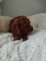Той Пудел Poodle toi , снимка 8