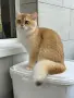 Британски късокосмести златни чинчили, снимка 1