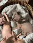 Канадски сфинкс и елф, снимка 3