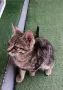 Подарявам малко котенце, снимка 5