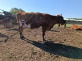 Продават се, снимка 3