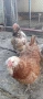 Продавам ярки араукана, снимка 1