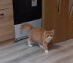 Персийски котета, снимка 3