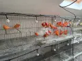 Червении и къдрави канарчета, снимка 6