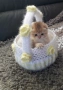 Шотландски Бебчета, снимка 5