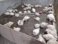Кокошки  бройлери, снимка 1