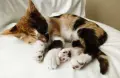 Подарявам малко котенце, снимка 8