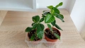 Гардения издънки Gardenia jasminoides, снимка 1